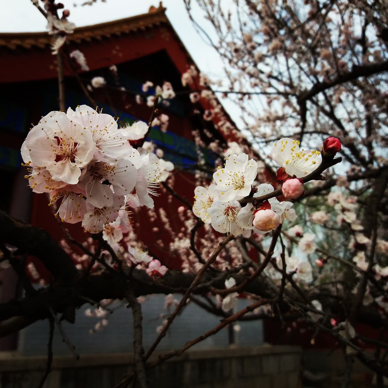flower plum blossom spring free photo