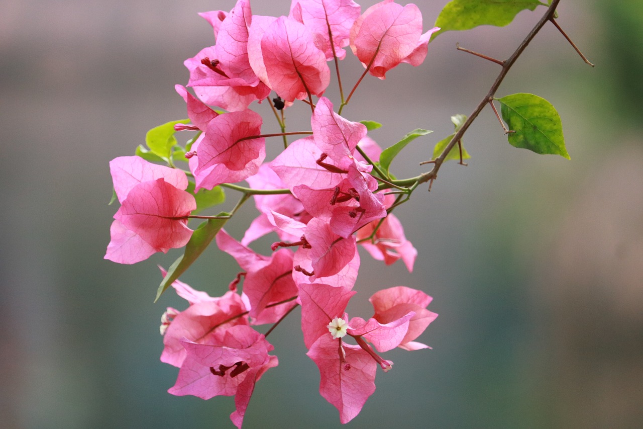 flower pink nature free photo