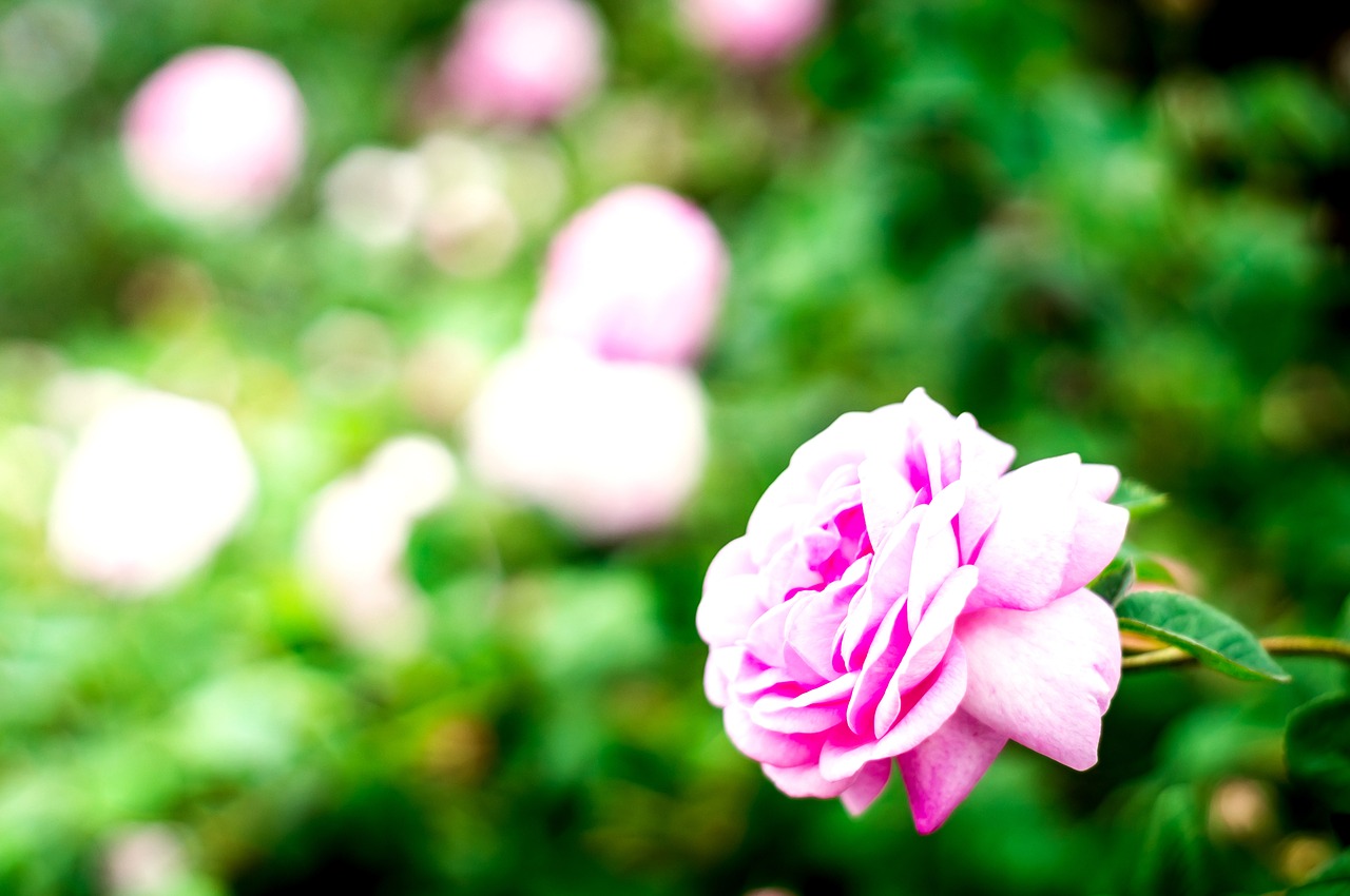 flower rose nature free photo