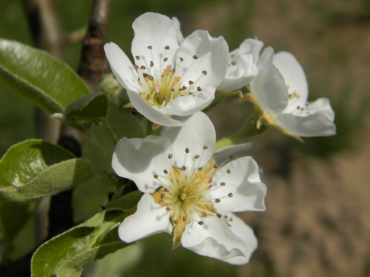 flower sprig pear free photo