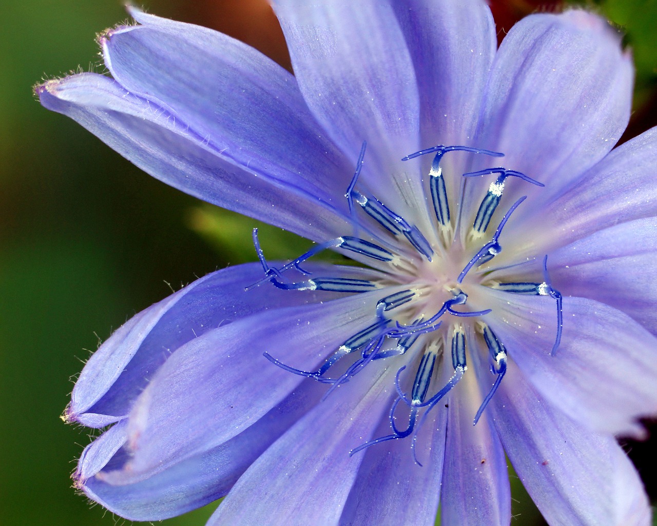 flower wildflower blue free photo