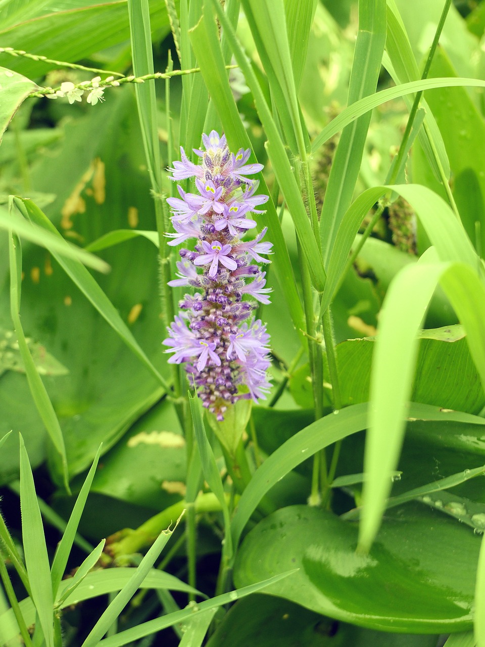 flower purple grass free photo