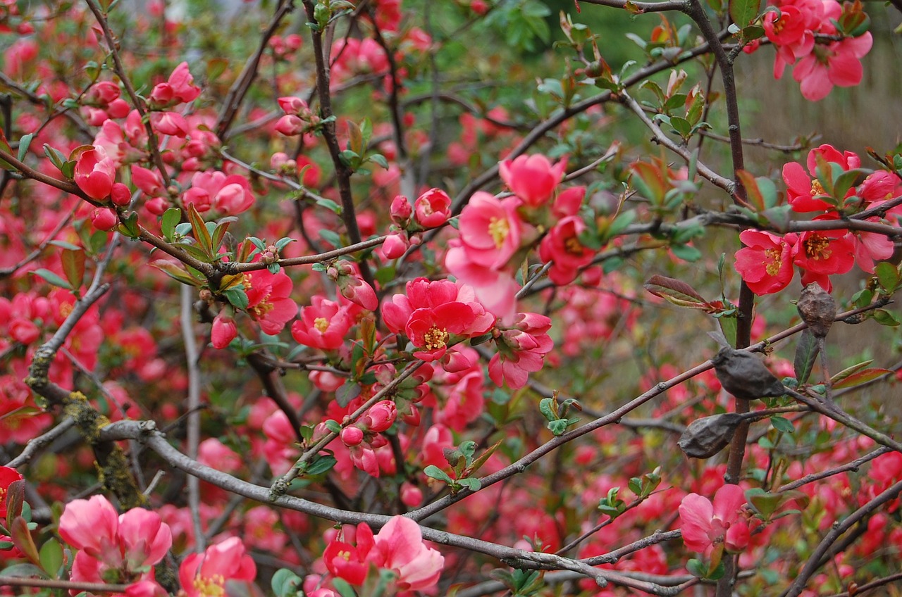 flower quince blossom free photo
