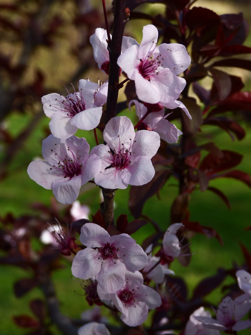flower plum tree free photo