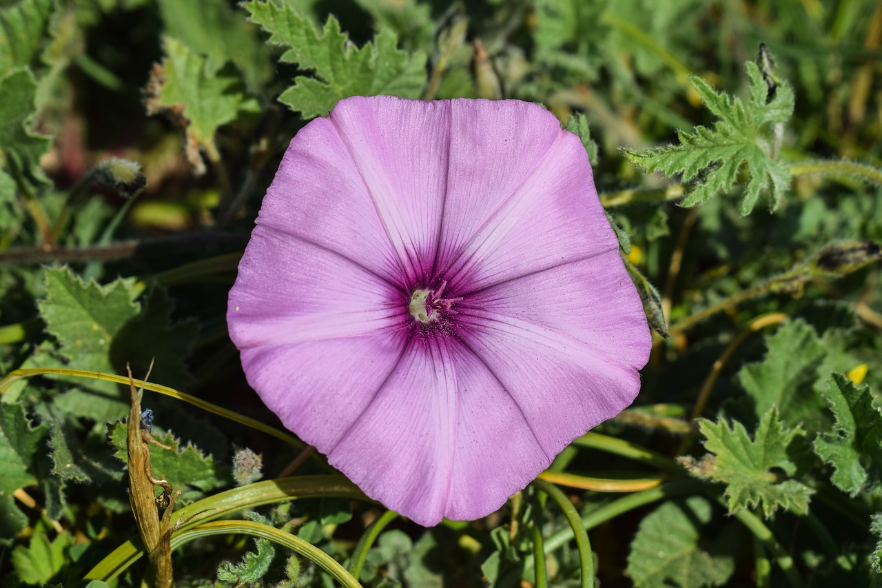 flower purple nature free photo