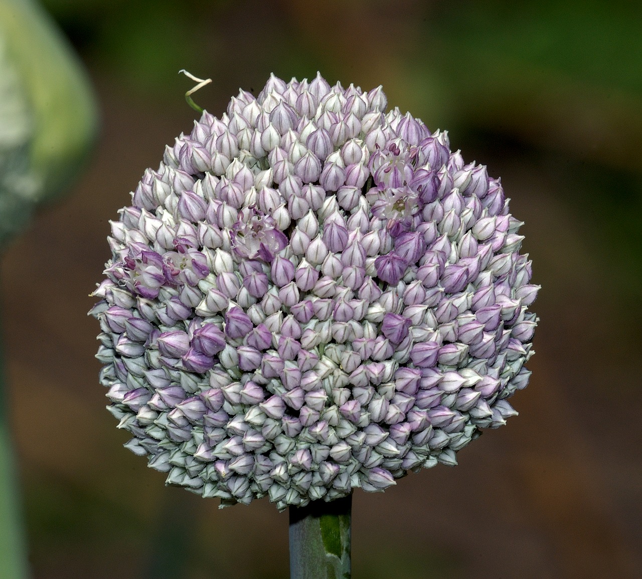 flower violet onion free photo