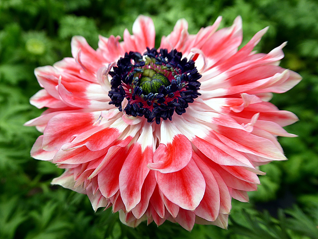 flower anemone pink free photo