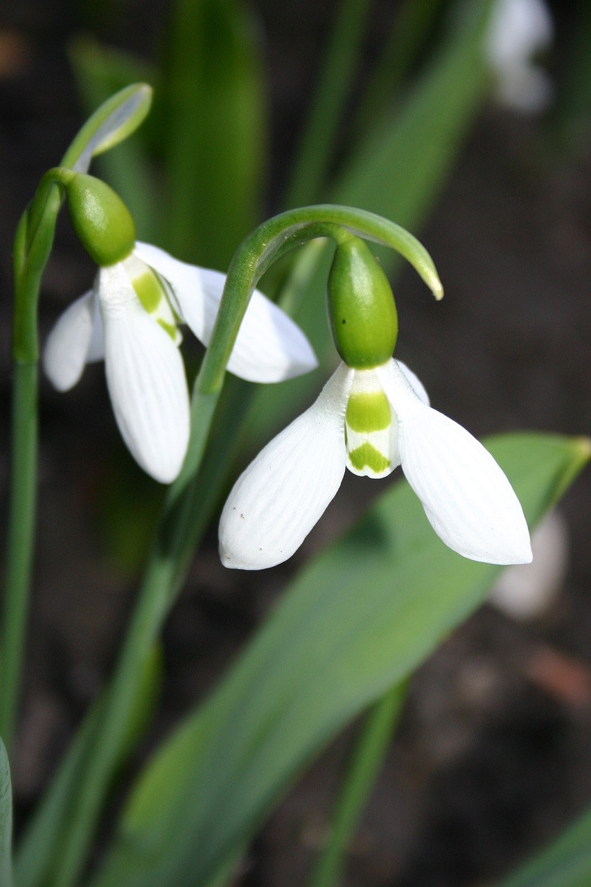 flower nature plant free photo