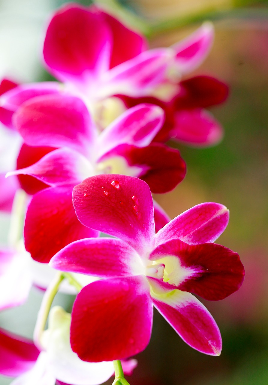 flower chrysanthemum asia free photo