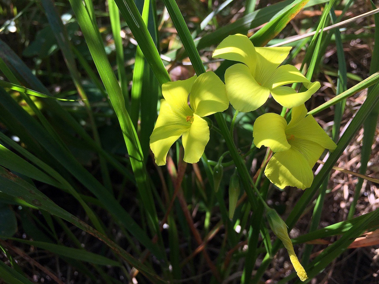 flower yellow meadow free photo