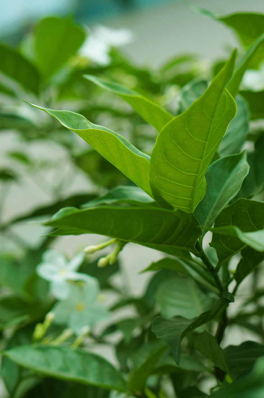 flower green leaf free photo