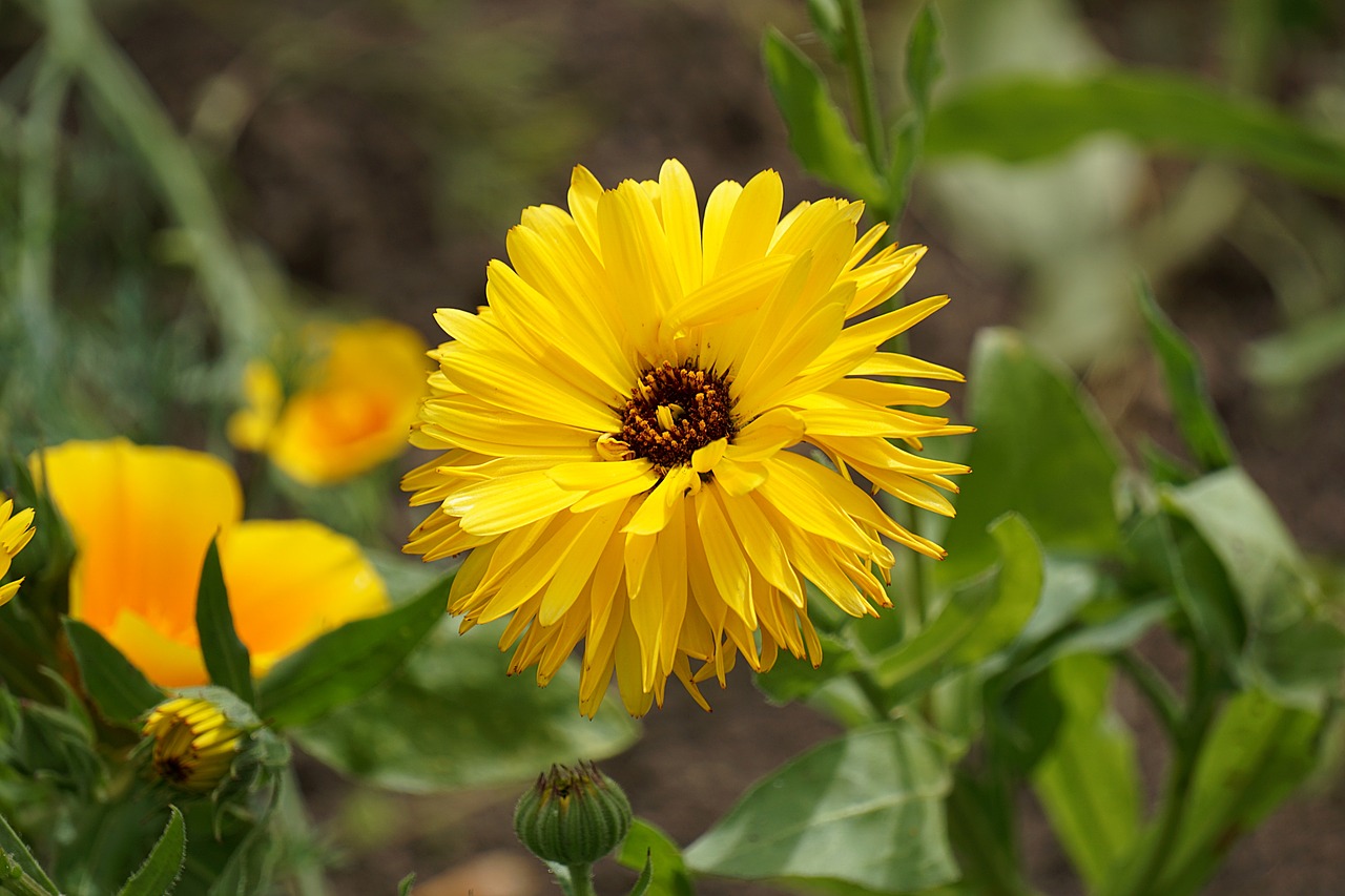 flower yellow nature free photo