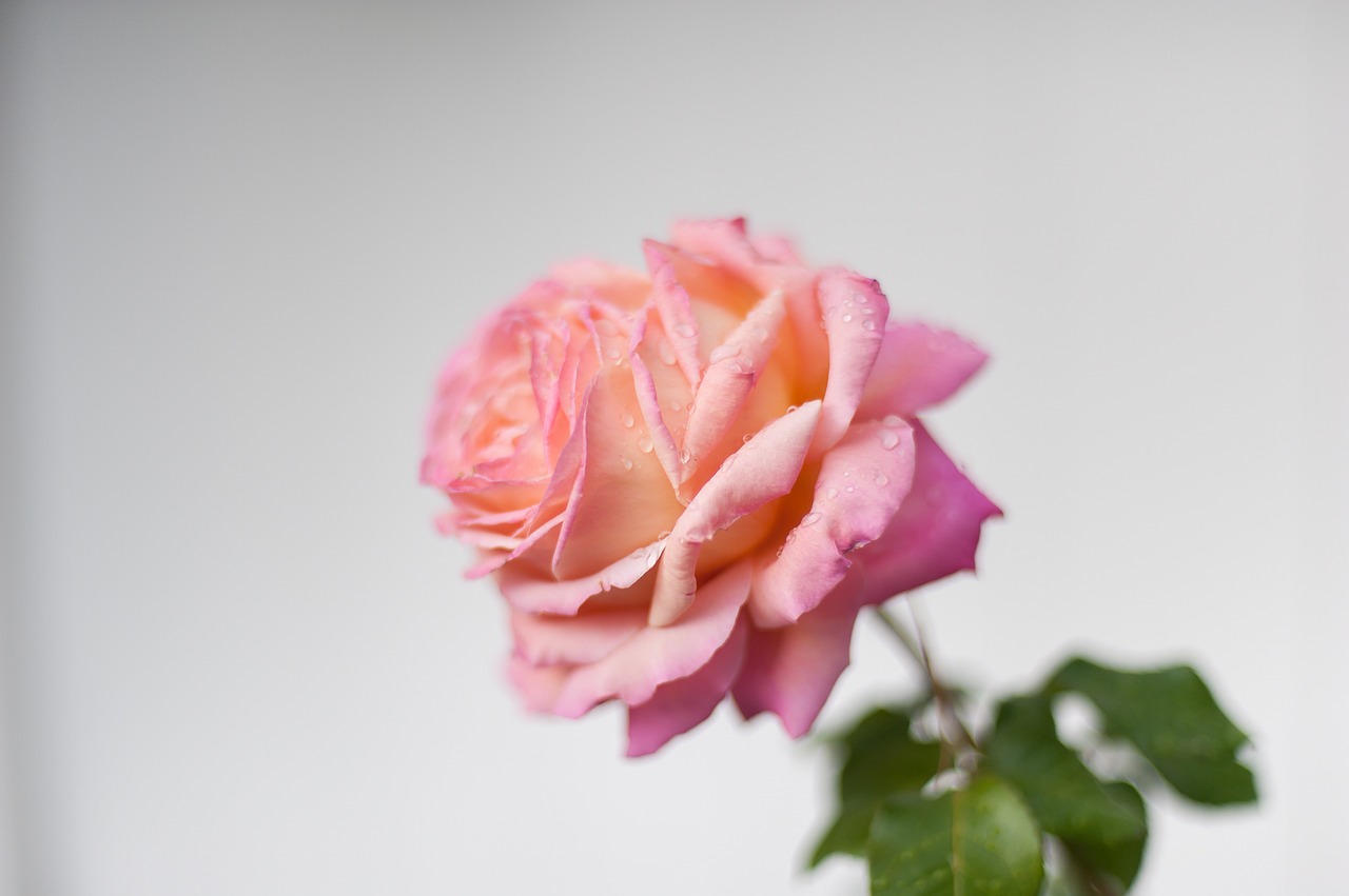 flower nature pink rose free photo