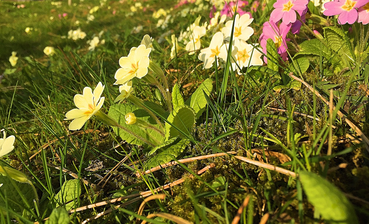 flower meadow nature free photo