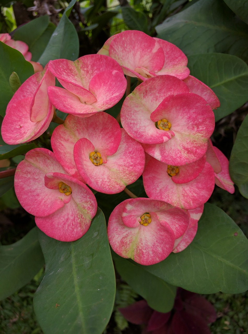 flower plant pink free photo