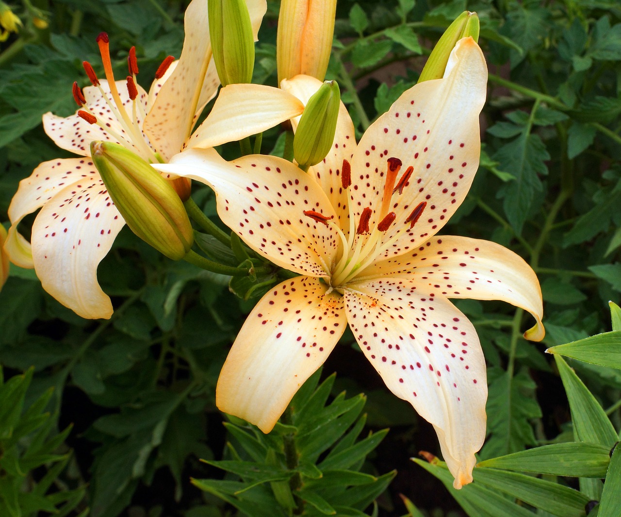 flower lily flowers free photo
