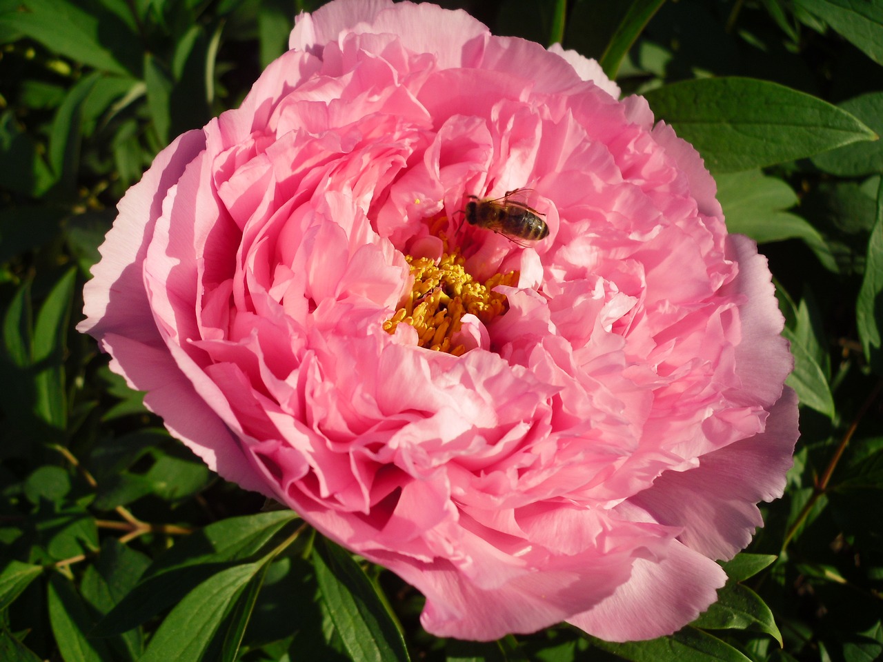 flower pink peony free photo