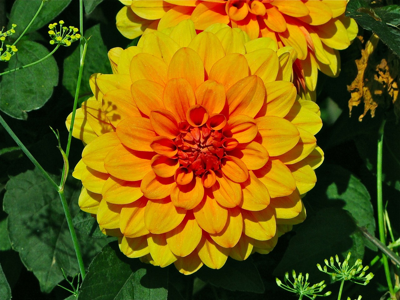 flower nature orange free photo