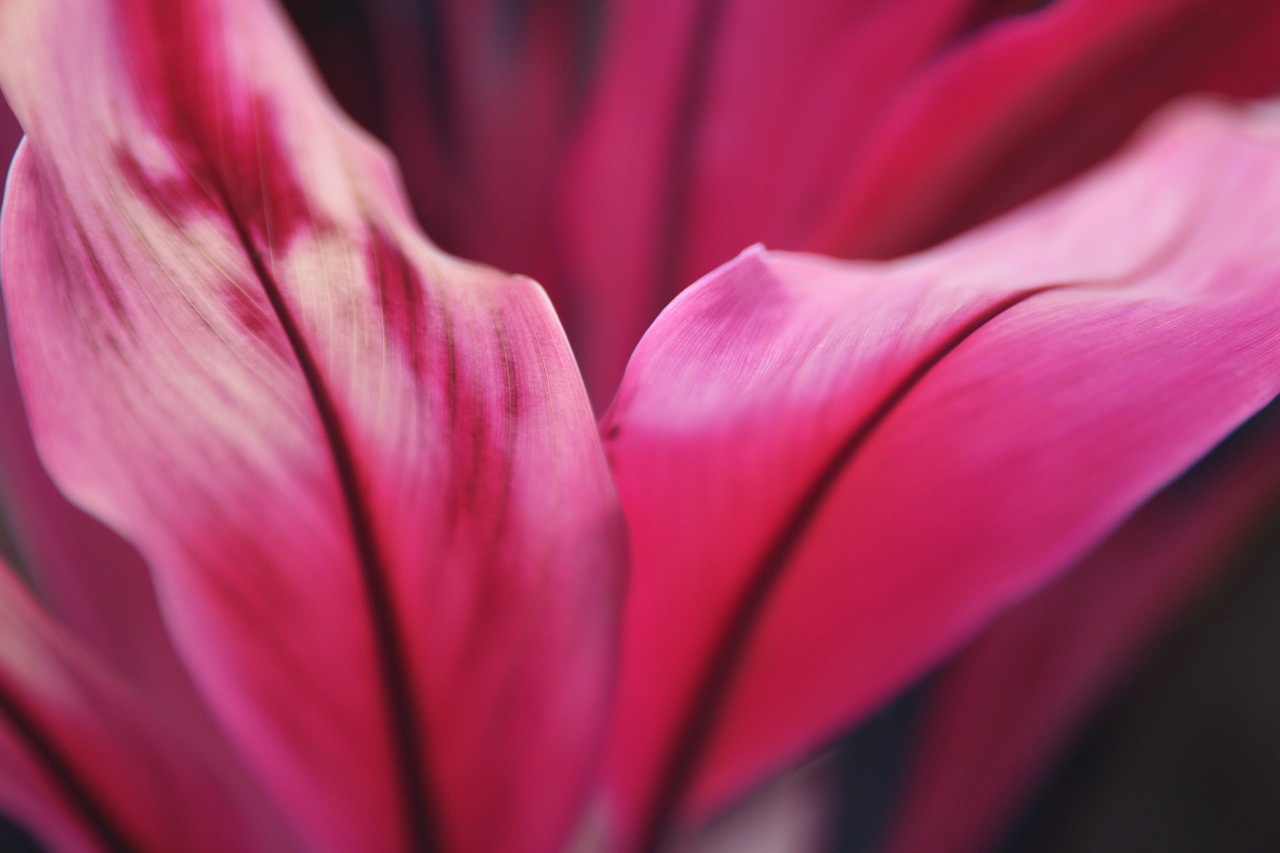 flower flora pink free photo