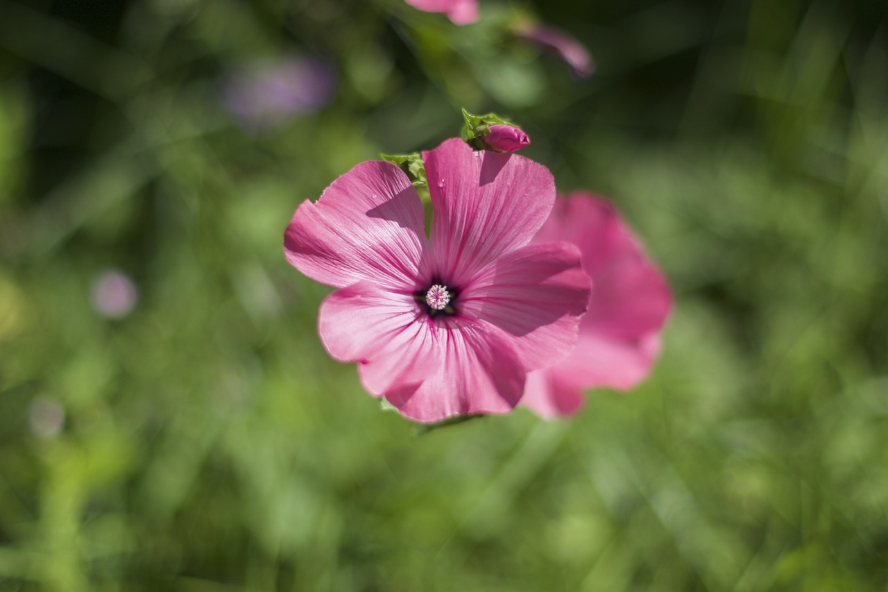 flower pink petals free photo