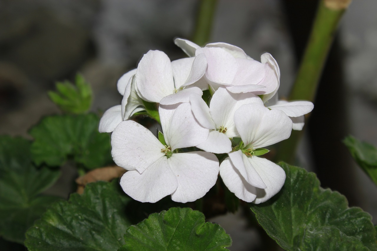 flower ecuador riobamba free photo