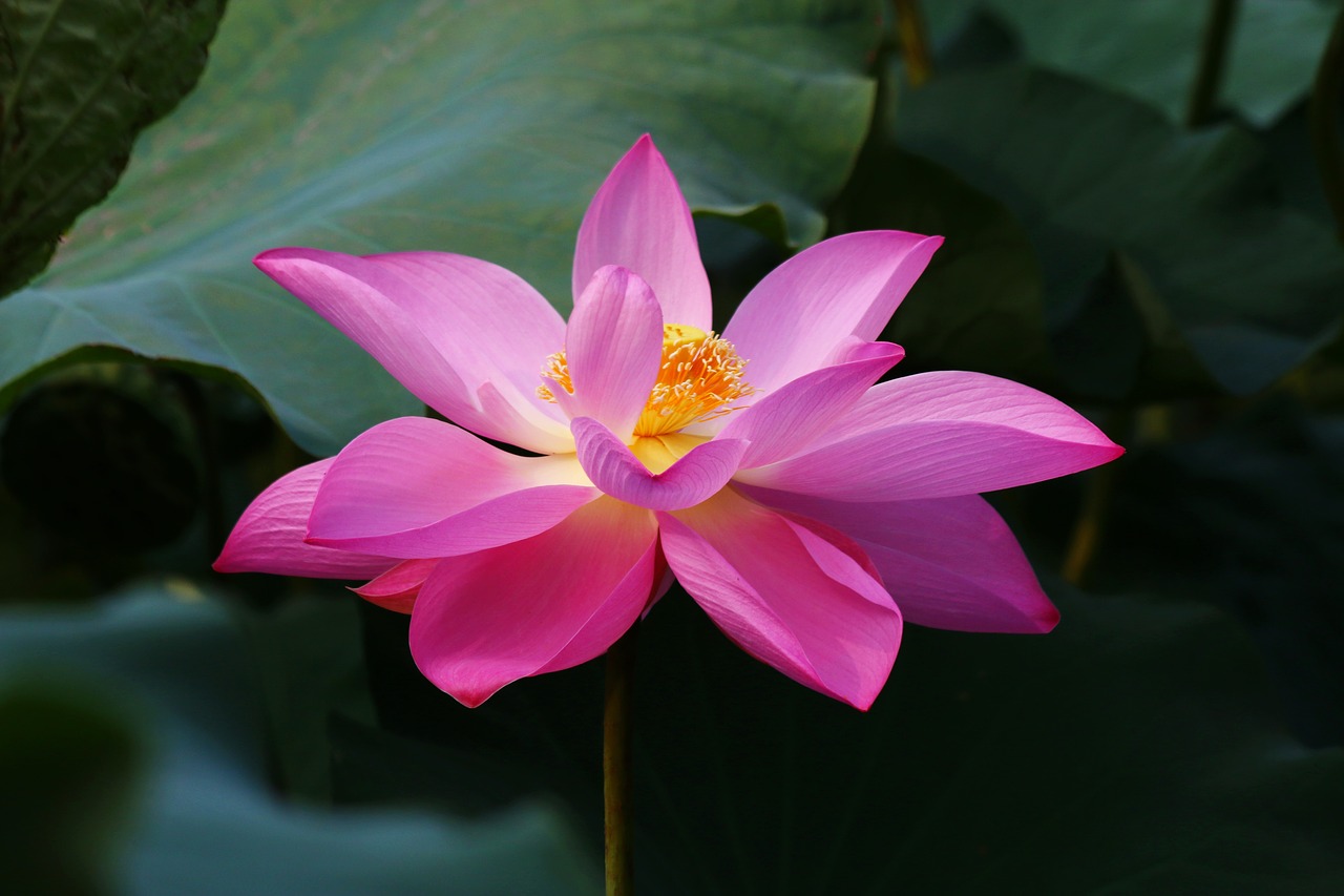 flower botanical garden lotus free photo