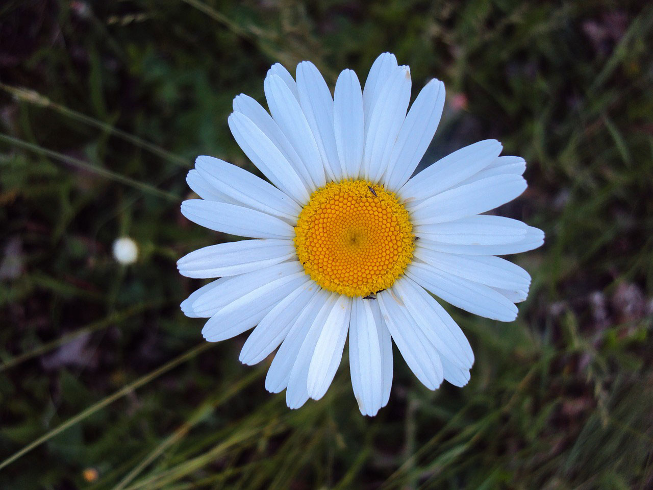 flower backyard flora free photo