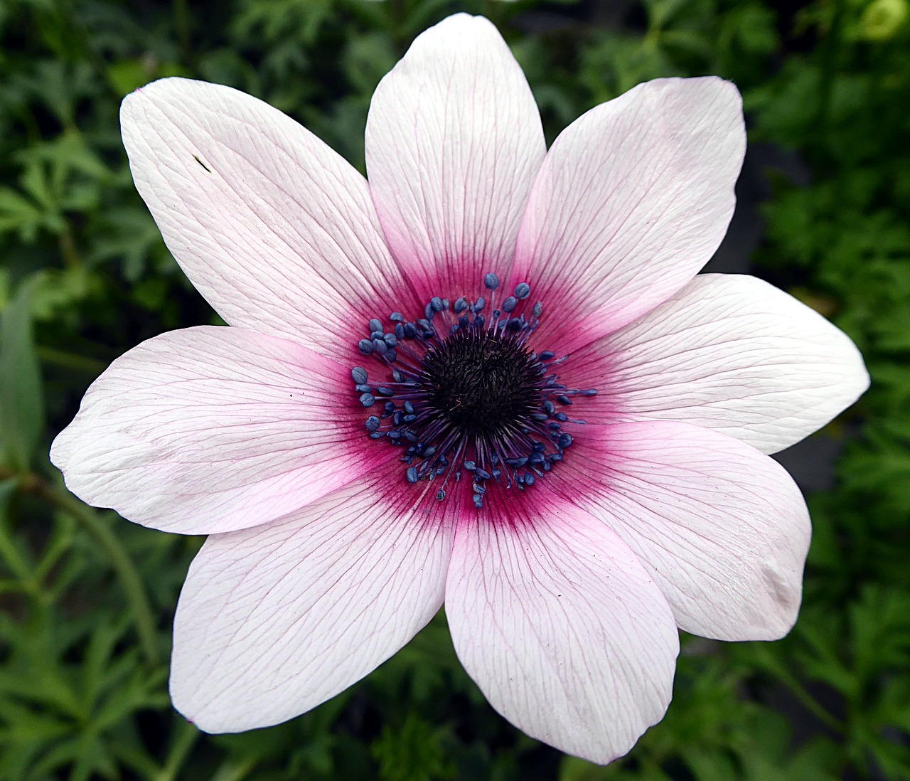flower anemone ranunculaceae free photo