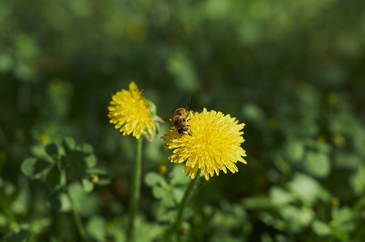 flower bee nature free photo