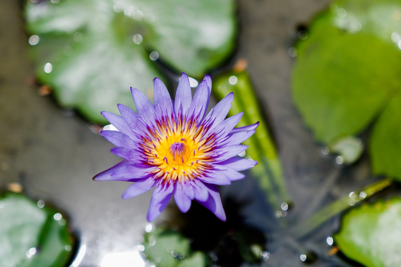 flower water flower water lily free photo