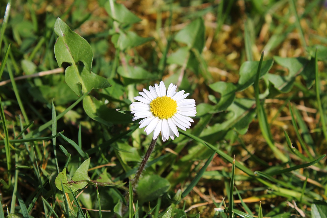 flower daisy nature free photo