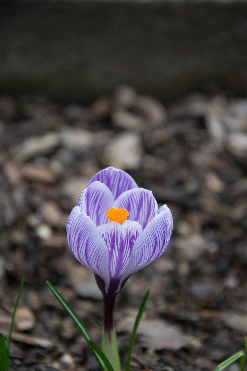 flower white purple free photo