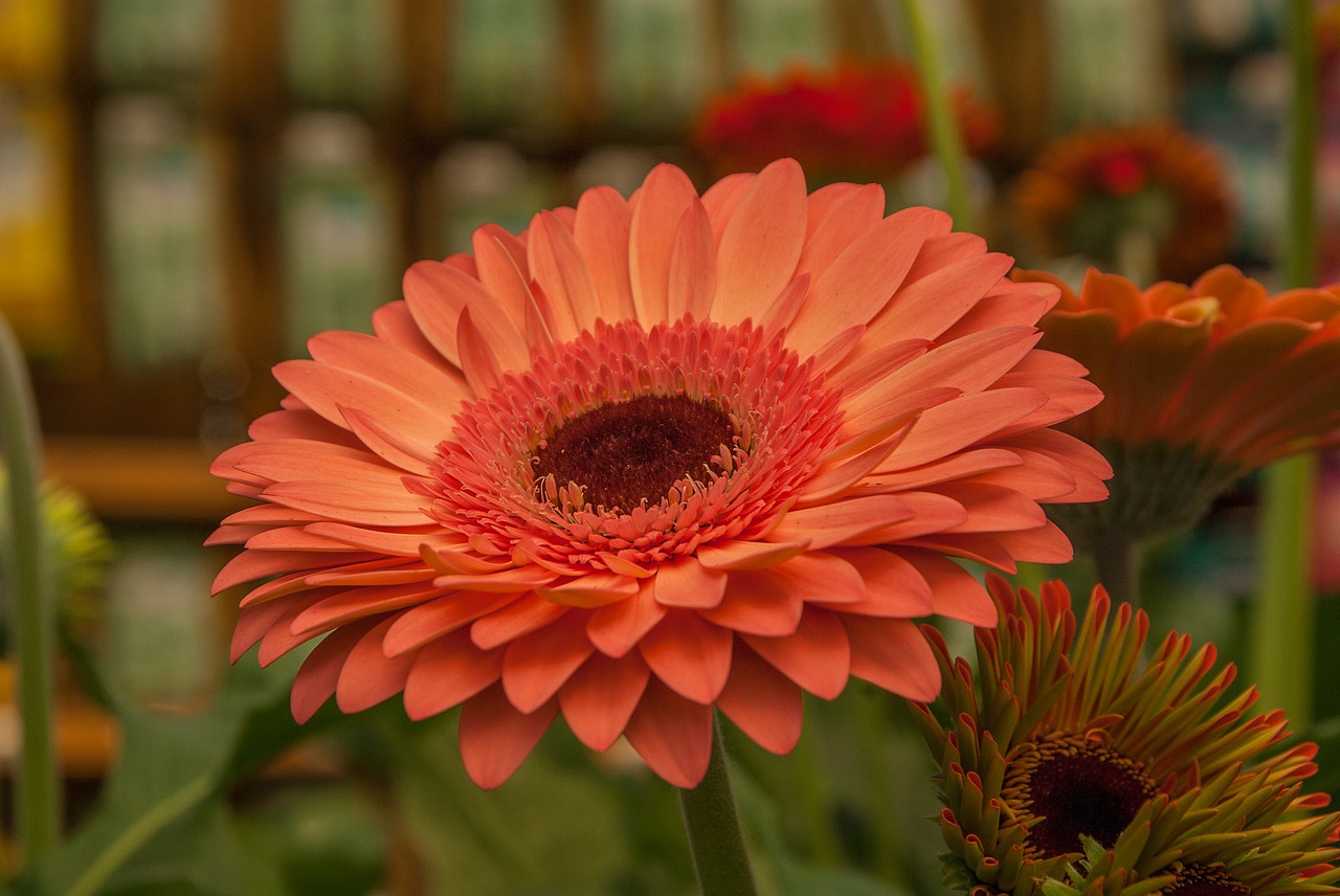 flower gerbera garden free photo