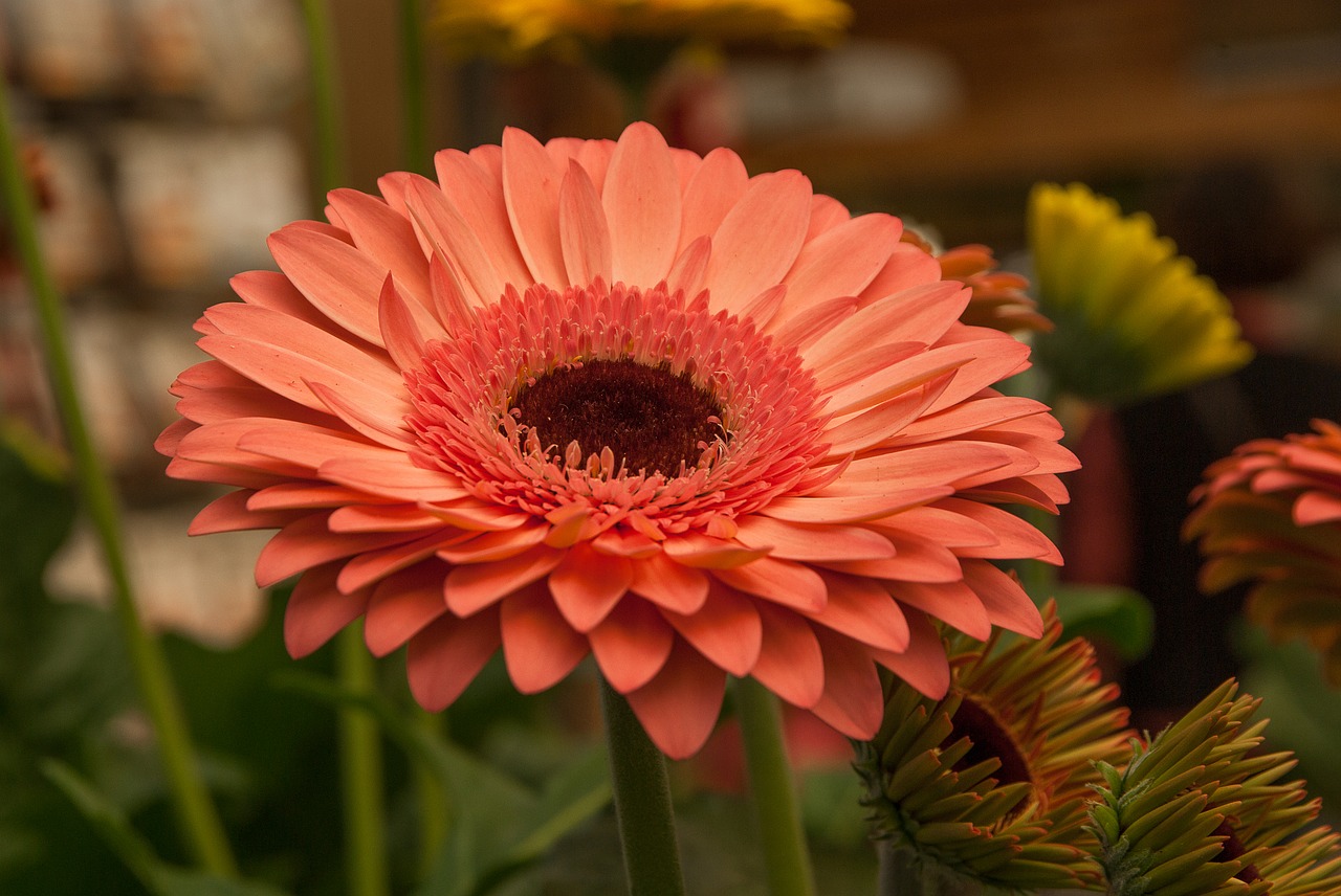 flower gerbera garden free photo