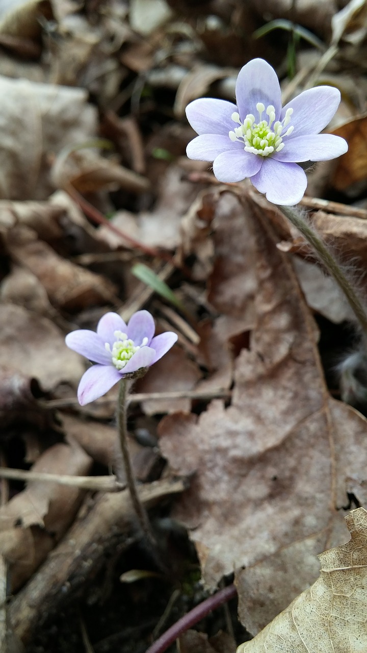 flower spring nature free photo