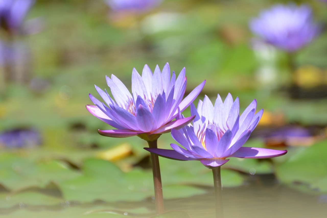 flower ninféia aquatic plant free photo