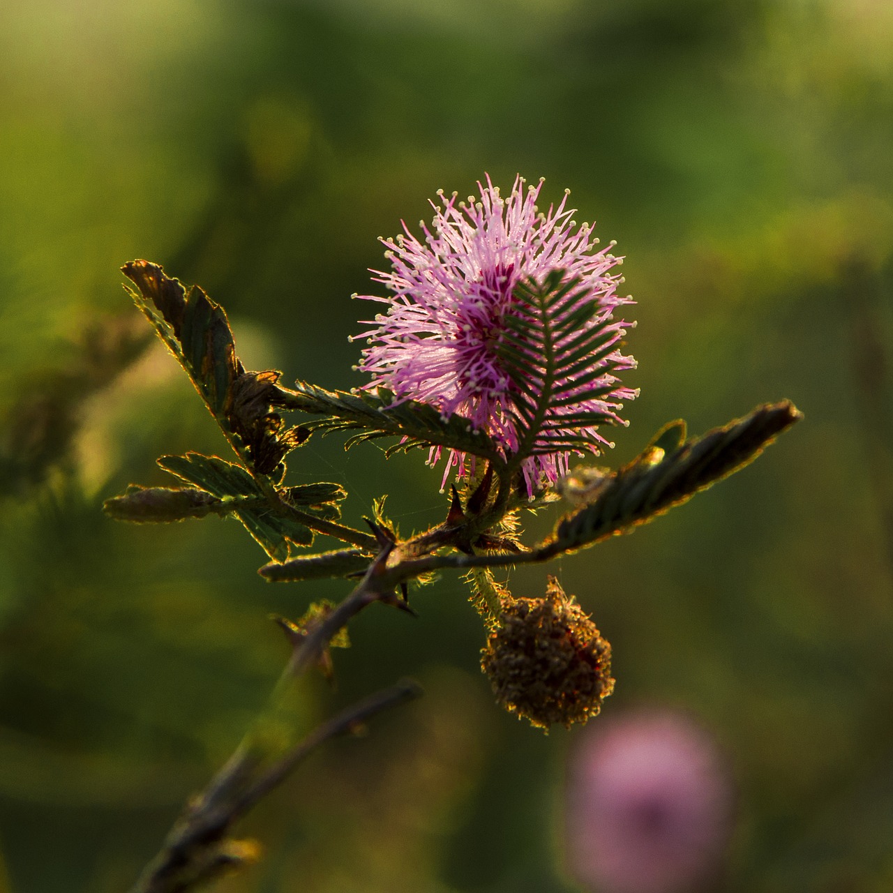 flower vietnam colorful free photo