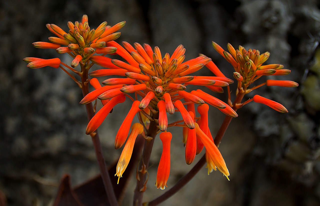 flower cigarettes flower exotic free photo