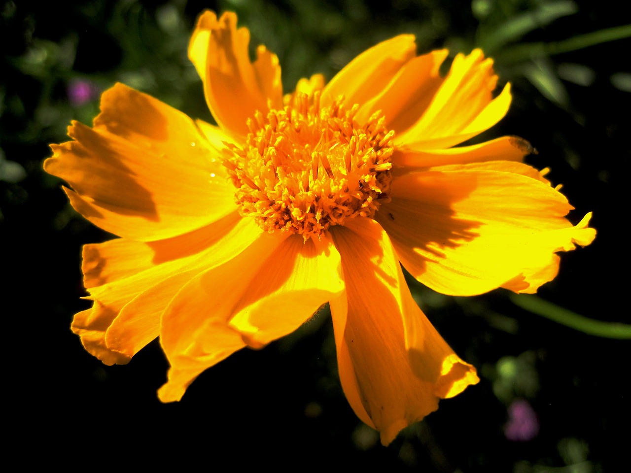 flower orange yellow free photo