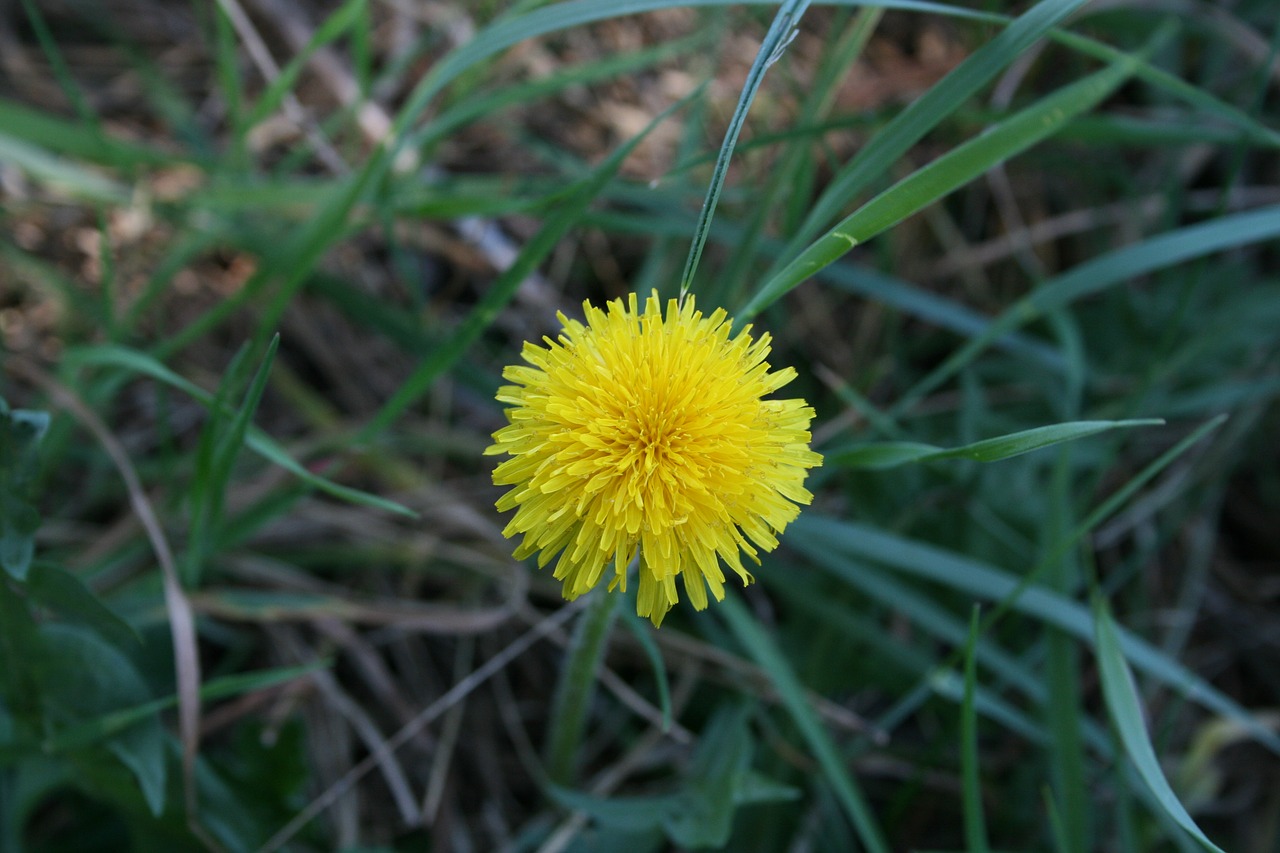 flower spring nature free photo