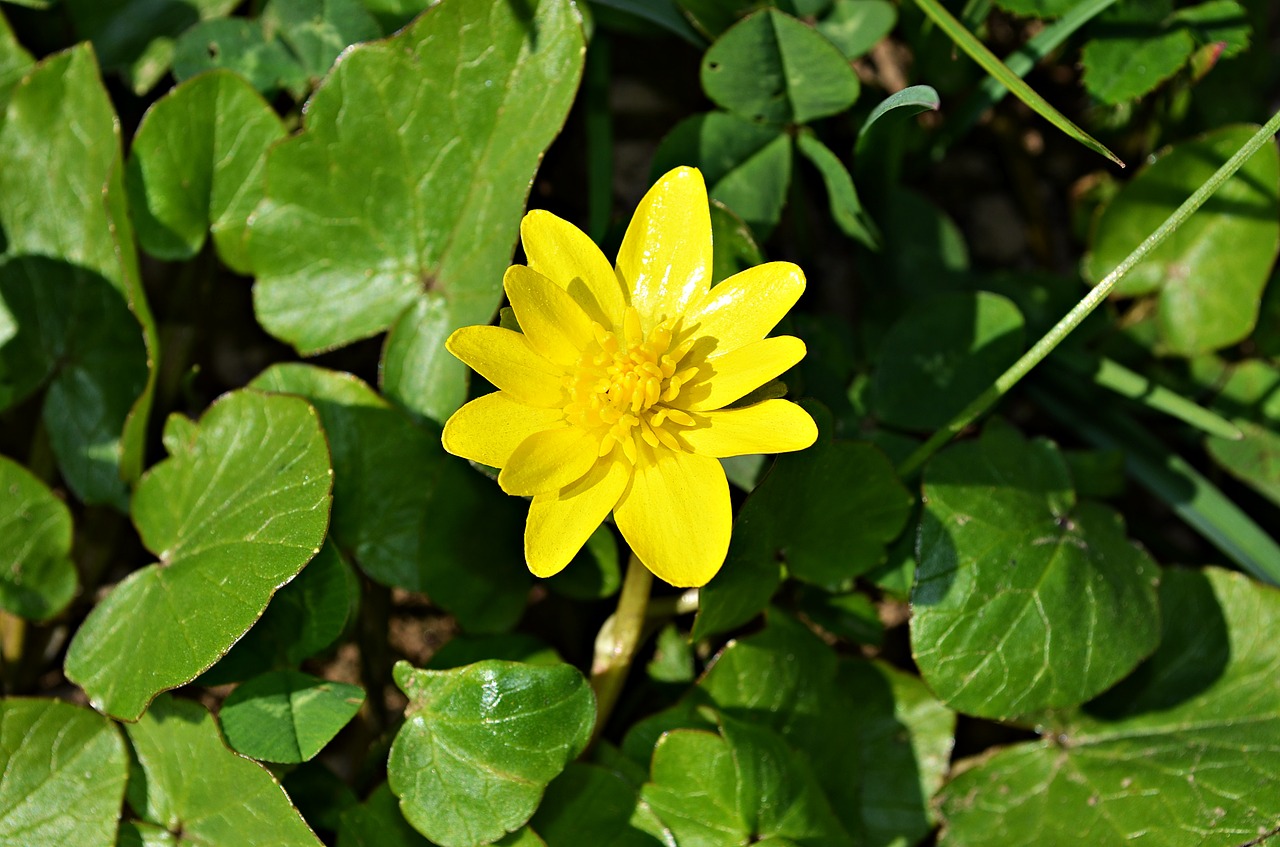 flower green nature free photo