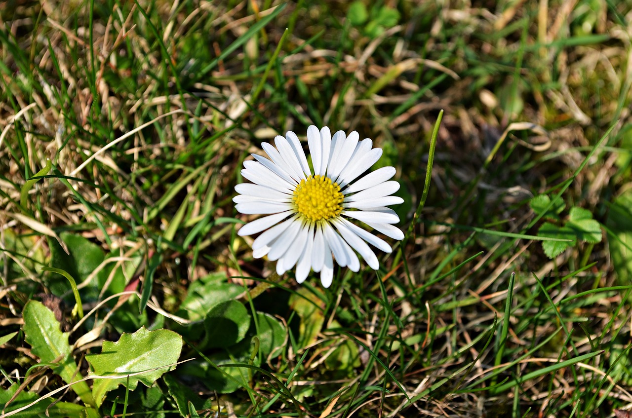 flower daisy green free photo