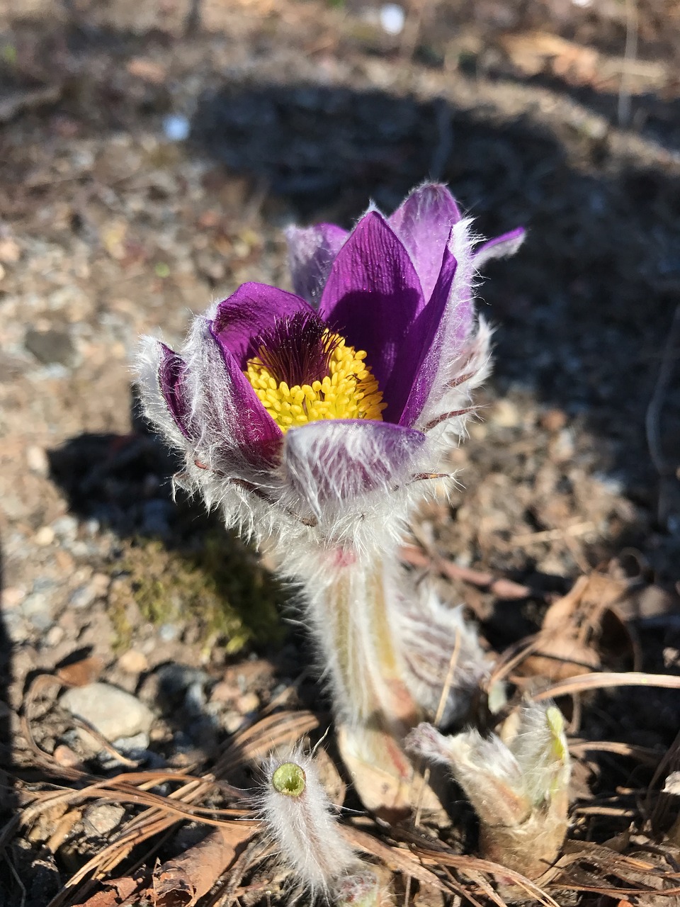 flower backsippa spring free photo