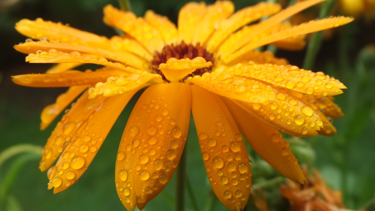 flower raindrop flower rain free photo