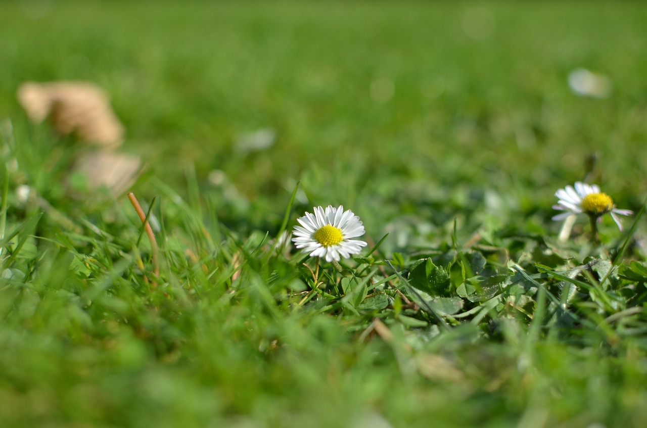 flower nature wild flowers free photo