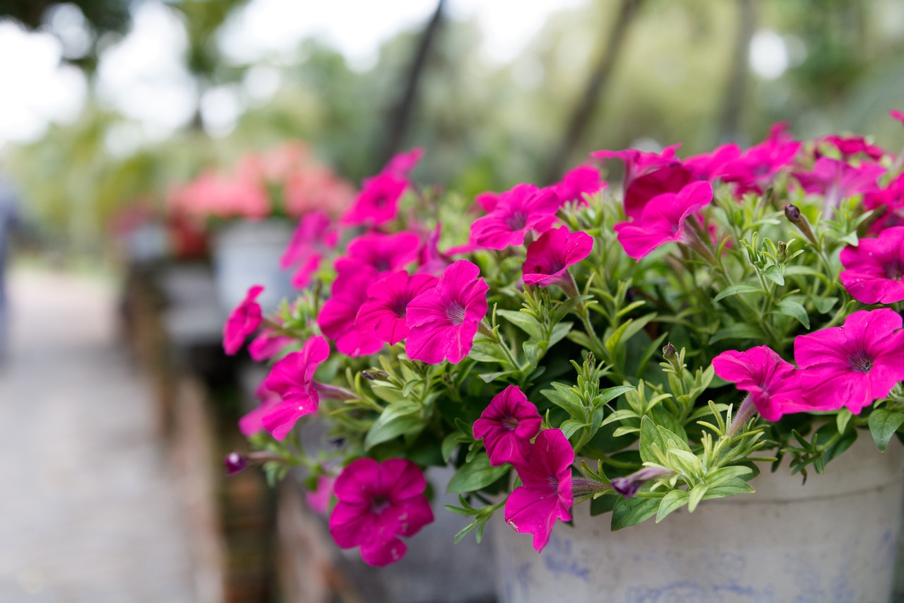 flower pink blossom free photo