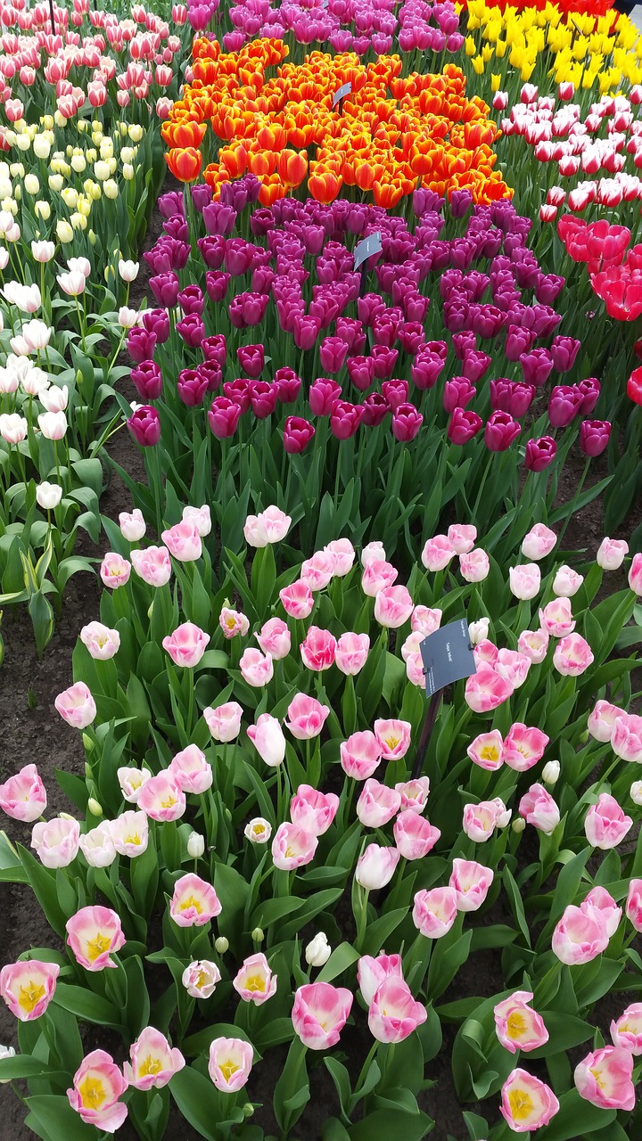 flower tulips nature free photo