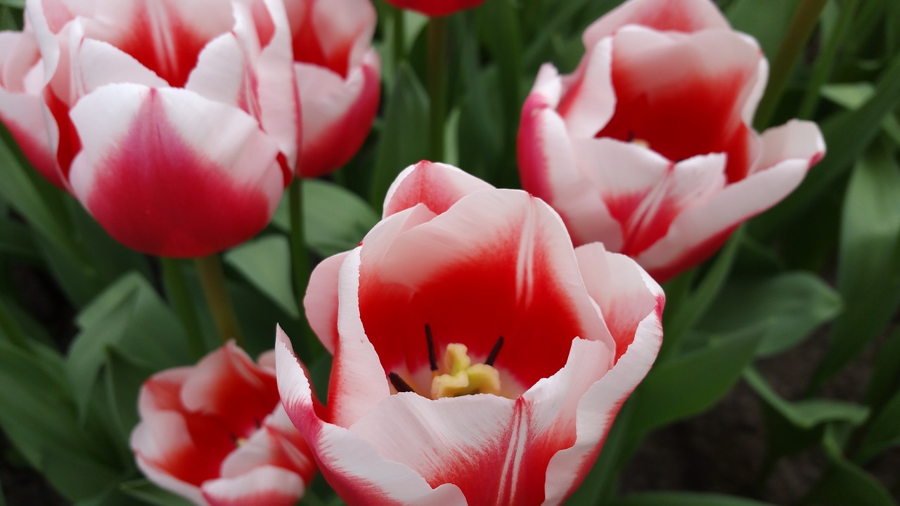 flower tulips nature free photo