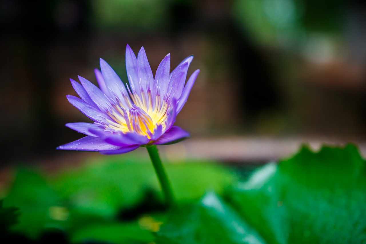 flower waterlily purple free photo