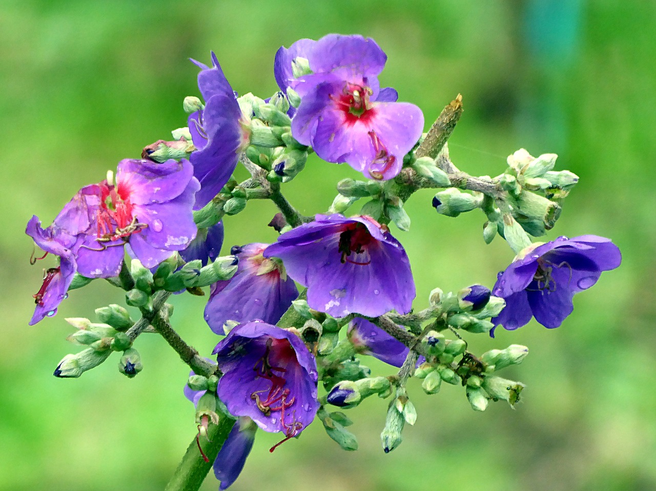 flower violet tibouchina free photo